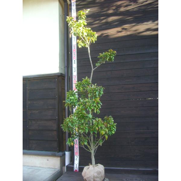 大変美しい常緑広葉樹。真赤な実のコントラストをお楽しみ頂けます。耐寒性に優れた高級常緑樹です。【詳細】モチノキ科・モチノキ属・常緑高木  樹高　　1.6ｍ（鉢上・地上部の高さ）葉張り　0.6ｍ花期　　5〜6月花色　　白鉢植え管理・生育　（可...