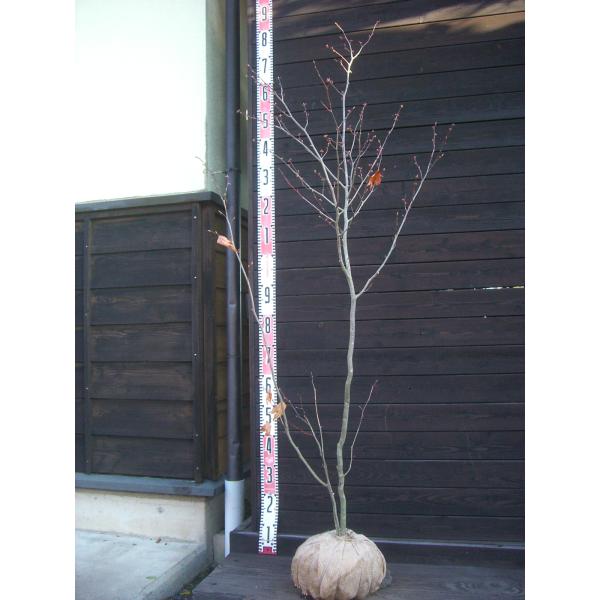 【白文字】葉に先たって、淡い黄花を咲かせ、特有の良い芳香もあります。秋の黄葉もお楽しみ頂けます。 観賞価値の高い樹種です。【詳細】クスノキ科　クロモジ属　落葉低木 樹高　　1.5ｍ（鉢上・地上部の高さ）枝張り　0.6ｍ花期　　4月花色　　淡...