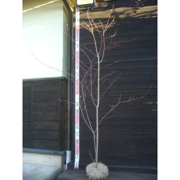 美しい新緑に始まり秋の素晴らしい紅葉まで多彩な表情を お楽しみ頂けます。観賞価値の高い品種です。【詳細】カエデ科・カエデ属・落葉中高木樹高　　1.85ｍ（鉢上・地上部の高さ）枝張り　1.0ｍ紅葉色　橙〜赤鉢植え管理・生育　（可）撮影月　11月