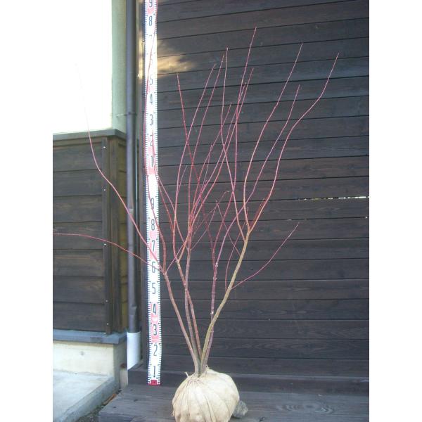 イロハモミジ　美しい新緑に始まり秋の素晴らしい紅葉まで多彩な表情を お楽しみ頂けます。【詳細】カエデ科・カエデ属・落葉中高木樹高　　1.4ｍ（鉢上・地上部の高さ）枝張り　1.0ｍ紅葉色　赤鉢植え管理・生育　（可）撮影月　11月