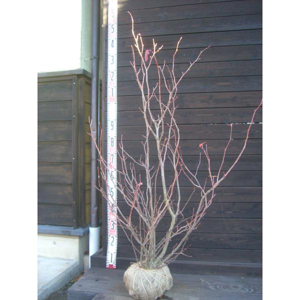 【丸葉の木】優しい新緑から、 秋の素晴らしい紅葉、落葉後の独特な花。四季折々に楽しめる 大変美しい樹種です。【詳細】マンサク科・マルバノキ属・落葉低木樹高　　1.2ｍ（鉢上・地上部の高さ）枝張り　0.8ｍ花期　　10〜12月花色　　紅紫鉢植...