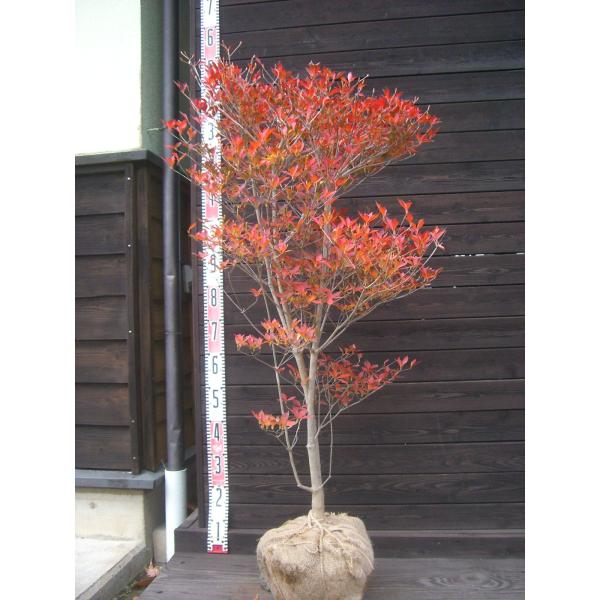 満天星躑躅　若葉の下に 壺形の白花が吊り下げられた様に付きます。秋の紅葉も必見。耐寒性に優れた美しいツツジです。【詳細】ツツジ科・ツツジ属・落葉低木樹高　　1.1ｍ（鉢上・枝先・地上部の高さ）枝張り　0.6ｍ花期　　4〜5月花色　　白鉢植え...