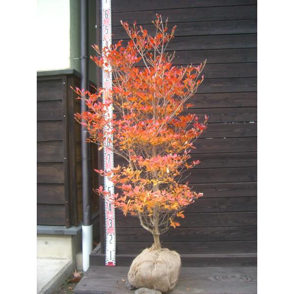 ドウダンツツジ 大株 : 横の植木屋さん - 通販 - Yahoo!ショッピング