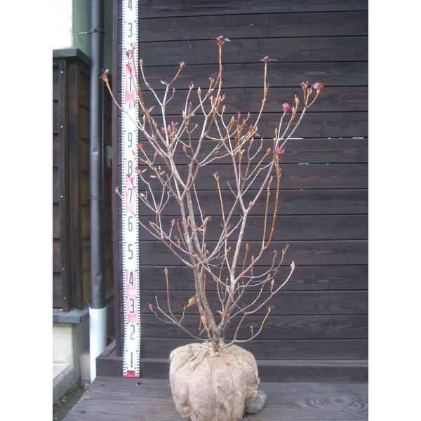 【紫雄躑躅】大輪で 鮮やかな花を咲かせます。お庭のアクセントに最適。素晴らしい花をお楽しみ頂けます。 【詳細】ツツジ科・ツツジ属・落葉低木樹高　　0.9ｍ（鉢上・地上部の高さ）枝張り　0.5ｍ花期　　4〜5月花色　　淡紫鉢植え管理・生育　（...