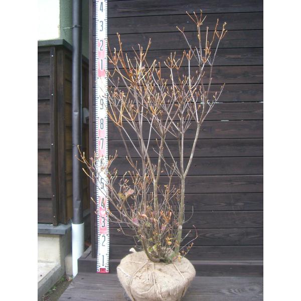 【三葉躑躅】　葉に先立って、透き通るような花を咲かせます。新緑、紅葉も素晴らしく耐寒性に優れた美しいツツジです。【詳細】ツツジ科・ツツジ属・落葉低木樹高　　0.95ｍ（鉢上・地上部の高さ）枝張り　0.5ｍ花期　　4〜5月花色　　淡紅紫鉢植え...