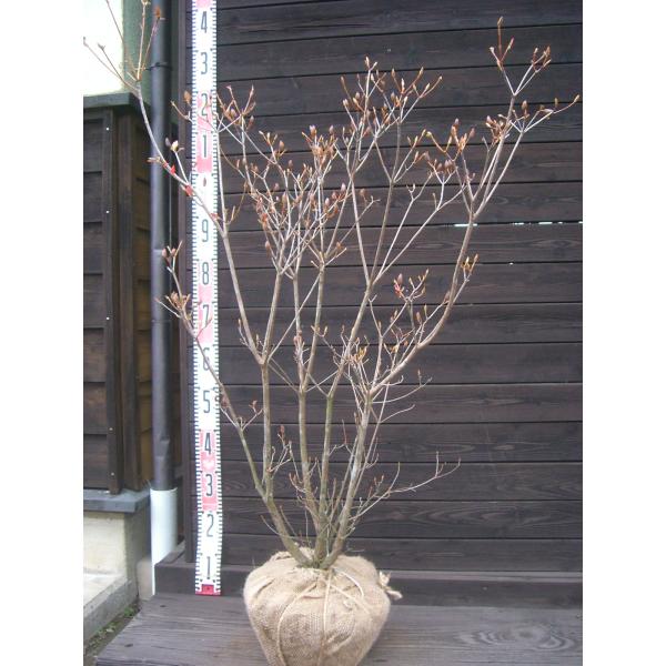 【三葉躑躅】　葉に先立って、透き通るような花を咲かせます。新緑、紅葉も素晴らしく耐寒性に優れた美しいツツジです。【詳細】ツツジ科・ツツジ属・落葉低木樹高　　1.0ｍ（鉢上・地上部の高さ）枝張り　0.7ｍ花期　　4〜5月花色　　淡紅紫鉢植え管...