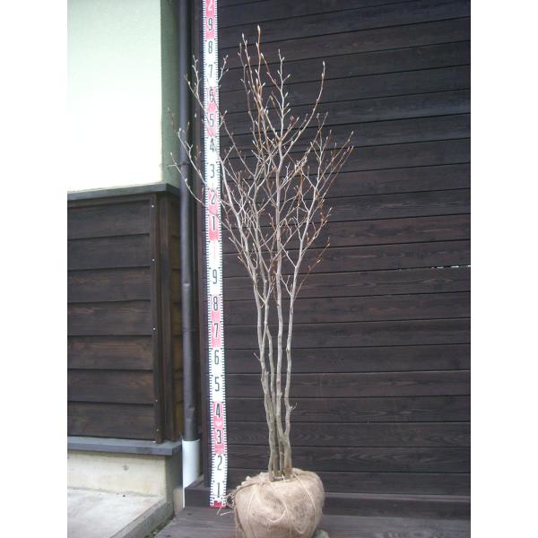 【夏椿】 枝葉が豊かに茂り初夏に 椿の様な美しい花を咲かせます。秋の紅葉も綺麗です。爽やかな 素晴らしい樹種です。 【詳細】ツバキ科・ナツツバキ属・落葉高木 樹高　　1.35ｍ（鉢上・地上部の高さ）枝張り　0.5ｍ花期　　5〜6月花色　　白...