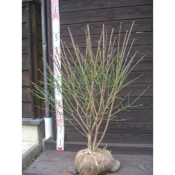 【錦木】 コンパクタ矮性品種ですので、あまり大きくならず、容易に管理できます。世界三大紅葉樹とも言われるほど真赤な紅葉は絶品です。独特な枝の形も魅力です。耐寒性に優れた丈夫な樹種です。【詳細】ニシキギ科　ニシキギ属　落葉低木 樹高　　0.8...