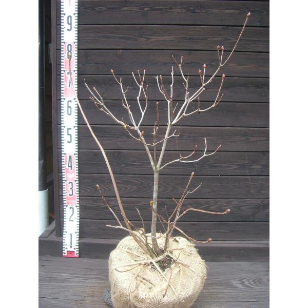 【蓮華躑躅】枝先に大きな美しい花を咲かせます。可憐で 豪華な品種です。【詳細】ツツジ科・ツツジ属・落葉低木樹高　　0.65ｍ（鉢上・地上部の高さ）枝張り　0.45ｍ花期　　5〜6月花色　　朱鉢植え管理・生育（可）撮影月　12月