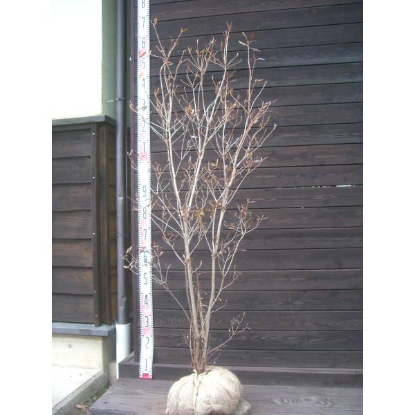 エゾムラサキツツジ 大株 : 横の植木屋さん - 通販 - Yahoo!ショッピング