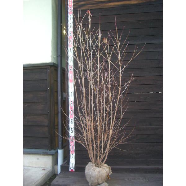 ヤマボウシ 大株立 : 横の植木屋さん - 通販 - Yahoo!ショッピング