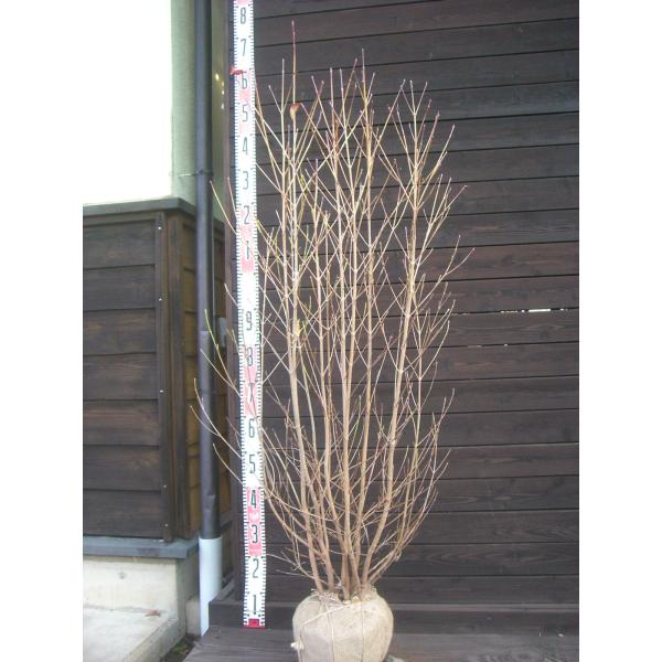 【山法師】耐寒性・耐暑性にとても優れ、庭木として 大変人気の樹種です。新緑から紅葉まで、美しい姿をお楽しみ頂けます。 【詳細】ミズキ科・ヤマボウシ属・落葉中高木 樹高　　1.3ｍ（鉢上・地上部の高さ）枝張り　0.6ｍ花期　　5〜6月花色　　...