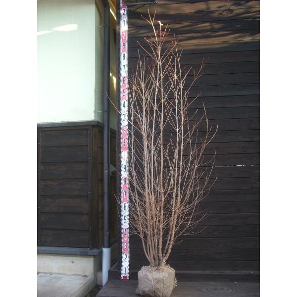 【山法師】耐寒性・耐暑性にとても優れ、庭木として 大変人気の樹種です。新緑から紅葉まで、美しい姿をお楽しみ頂けます。 【詳細】ミズキ科・ヤマボウシ属・落葉中高木 樹高　　1.7ｍ（鉢上・地上部の高さ）枝張り　0.7ｍ花期　　5〜6月花色　　...