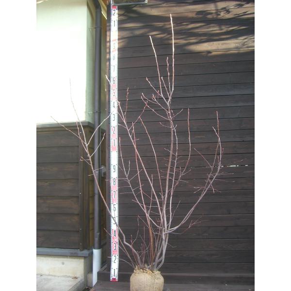 【ラマルキー】花期が早く、花付きも良い品種です。白く美しい花を咲かせ、初夏に とても美味しい実を付けます。生食 加工食等 多様にお使い頂けます。【詳細】バラ科　サイフリボク属　落葉低木 樹高　　1.55ｍ（鉢上・地上部の高さ）枝張り　1.0...