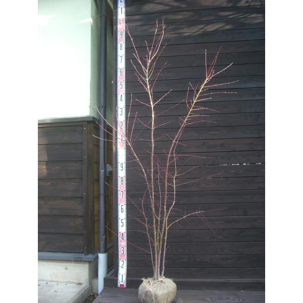 イロハモミジ　美しい新緑に始まり秋の素晴らしい紅葉まで多彩な表情を お楽しみ頂けます。【詳細】カエデ科・カエデ属・落葉中高木樹高　　1.55ｍ（鉢上・地上部の高さ）枝張り　0.8ｍ紅葉色　赤鉢植え管理・生育　（可）撮影月　12月