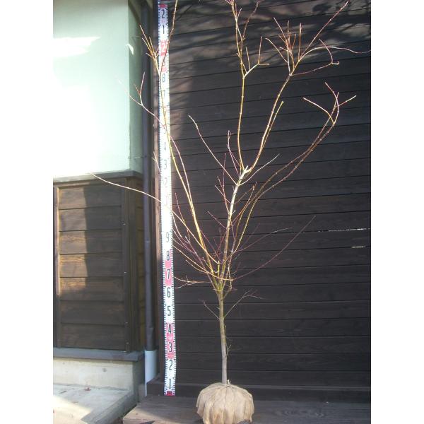 イロハモミジ　美しい新緑に始まり秋の素晴らしい紅葉まで多彩な表情を お楽しみ頂けます。【詳細】カエデ科・カエデ属・落葉中高木樹高　　1.7ｍ（鉢上・地上部の高さ）枝張り　1.1ｍ紅葉色　赤鉢植え管理・生育　（可）撮影月　12月