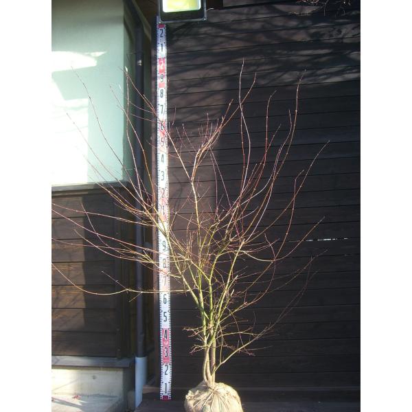 イロハモミジ　美しい新緑に始まり秋の素晴らしい紅葉まで多彩な表情を お楽しみ頂けます。【詳細】カエデ科・カエデ属・落葉中高木樹高　　1.5ｍ（鉢上・地上部の高さ）枝張り　1.3ｍ紅葉色　赤鉢植え管理・生育　（可）撮影月　12月