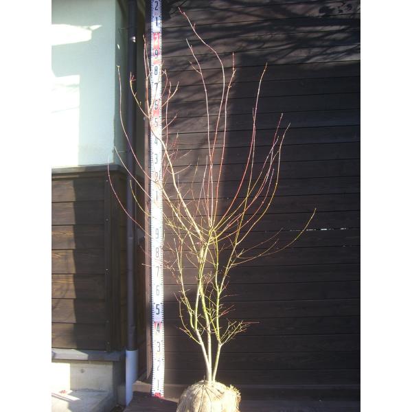 イロハモミジ　美しい新緑に始まり秋の素晴らしい紅葉まで多彩な表情を お楽しみ頂けます。【詳細】カエデ科・カエデ属・落葉中高木樹高　　1.6ｍ（鉢上・地上部の高さ）枝張り　0.9ｍ紅葉色　赤鉢植え管理・生育　（可）撮影月　12月