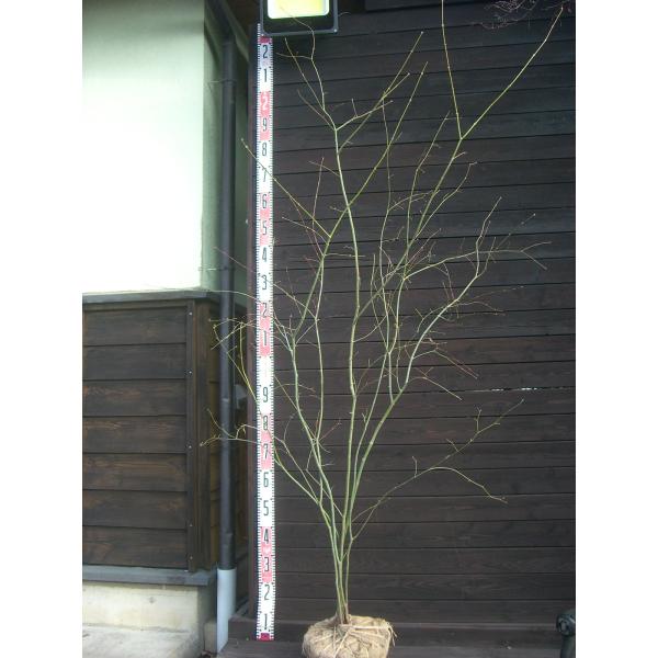 山モミジ　美しい新緑に始まり秋の素晴らしい黄葉まで多彩な表情を お楽しみ頂けます。【詳細】カエデ科・カエデ属・落葉中高木樹高　　1.9ｍ（鉢上・地上部の高さ）枝張り　1.1ｍ紅葉色　黄〜橙鉢植え管理・生育　（可）撮影月　12月