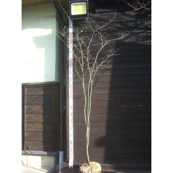 山モミジ　美しい新緑に始まり秋の素晴らしい黄葉まで多彩な表情を お楽しみ頂けます。【詳細】カエデ科・カエデ属・落葉中高木樹高　　2.0ｍ（鉢上・地上部の高さ）枝張り　1.2ｍ紅葉色　黄〜橙鉢植え管理・生育　（可）撮影月　12月