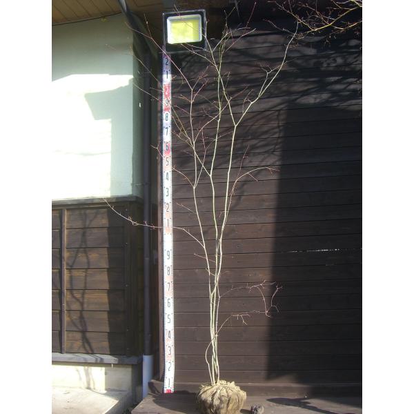 山モミジ　美しい新緑に始まり秋の素晴らしい黄葉まで多彩な表情を お楽しみ頂けます。【詳細】カエデ科・カエデ属・落葉中高木樹高　　2.0ｍ（鉢上・地上部の高さ）枝張り　0.9ｍ紅葉色　黄〜橙鉢植え管理・生育　（可）撮影月　12月