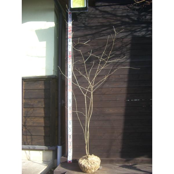 柔らかな 素晴らしい新緑、爽やかな花。秋の美しい紅葉。細身の幹が綺麗な株立ちです。耐寒性に優れた 観賞価値のとても高い樹種です。 【詳細】モクセイ科・トネリコ属・落葉高木 樹高　　1.9ｍ（鉢上・地上部の高さ）枝張り　0.9ｍ花期　　4〜5...