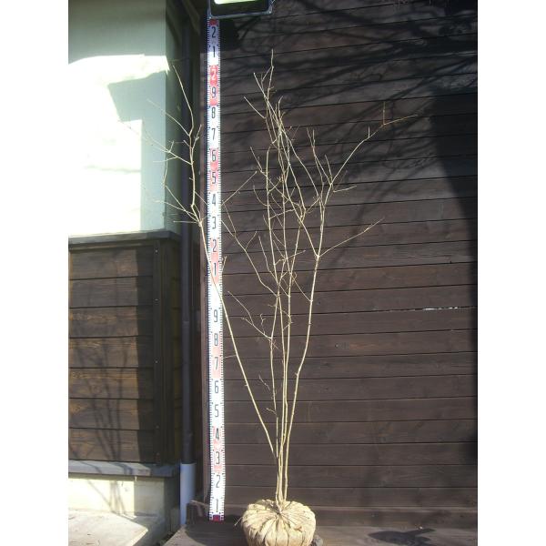 柔らかな 素晴らしい新緑、爽やかな花。秋の美しい紅葉。細身の幹が綺麗な株立ちです。耐寒性に優れた 観賞価値のとても高い樹種です。 【詳細】モクセイ科・トネリコ属・落葉高木 樹高　　1.6ｍ（鉢上・地上部の高さ）枝張り　0.8ｍ花期　　4〜5...