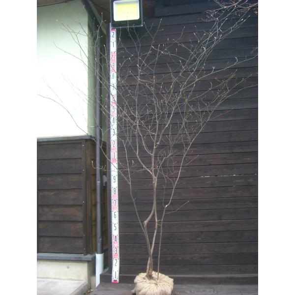 クロモジ 大株立 : 横の植木屋さん - 通販 - Yahoo!ショッピング