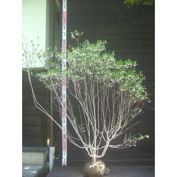ドウダンツツジ/大株【現品発送】管理70726 ドウダンツツジ 大株 : 横の植木屋さん - 通販 - Yahoo!ショッピング
