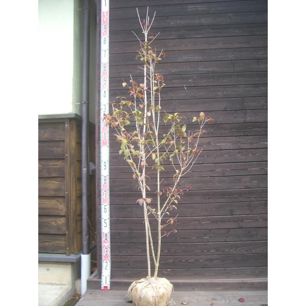 オトコヨウゾメ 大株立 : 横の植木屋さん - 通販 - Yahoo!ショッピング