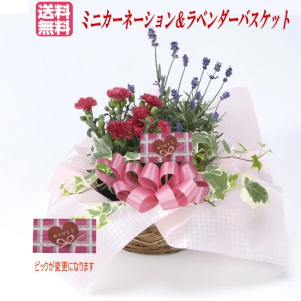 【母の日ギフト】ミニカーネーション＆ラベンダーバスケット【送料無料】