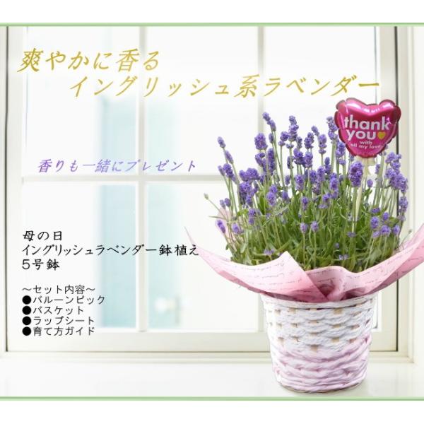 母の日 ギフト イングリッシュラベンダー 鉢植え Buyee Buyee Japanese Proxy Service Buy From Japan Bot Online