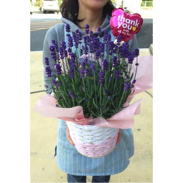母の日 ギフト イングリッシュラベンダー 鉢植え Buyee Buyee Japanese Proxy Service Buy From Japan Bot Online