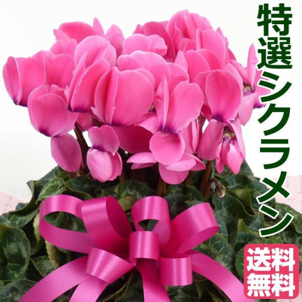 yzIVNyԁEsNnzTΕ鑼~̃Mtg