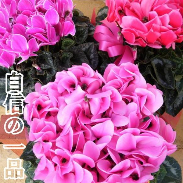 yzVNA@6yԐF܂zisN`[Y`ԌnjyʌzΕ鑼~̃Mtg