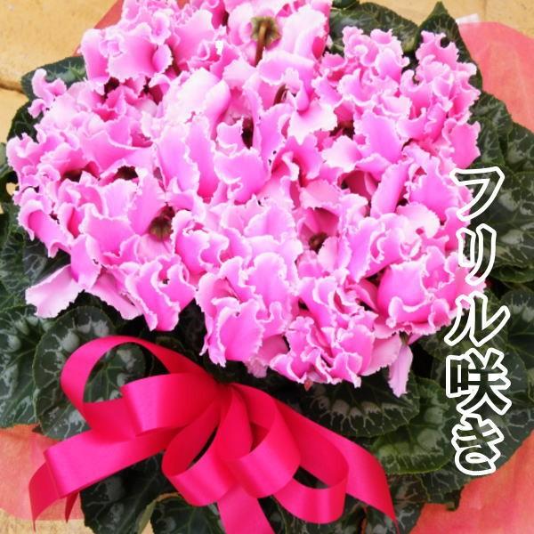 yzt炫VNyԐF܂zUΕNX}X~̃Mtg