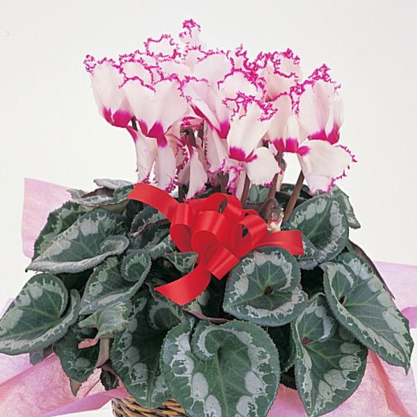 yzVNyrNgAzT Ε鑼~̃Mtg