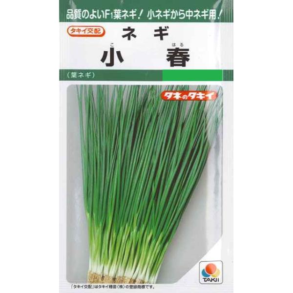 ★品質のよいF1葉ネギ！小ネギから中ネギ用！