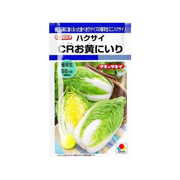 【極早生50日型】球重600gの黄芯ミニハクサイ！