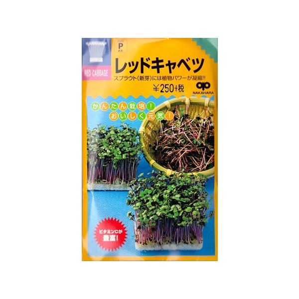 【スプラウト】レッドキャベツ【中原採種場】（35ml）野菜種[春まき][秋まき]