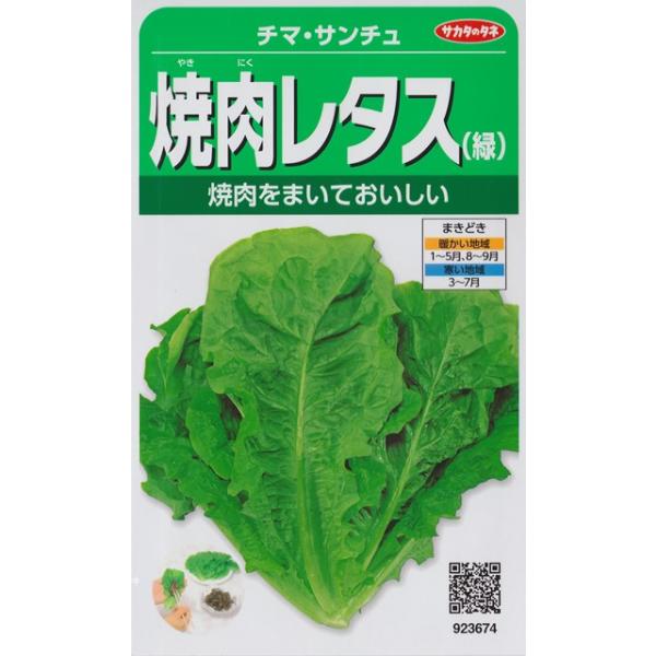 【チマ・サンチュ】焼肉レタス（緑）【サカタのタネ】（3.5ml）かきチシャ/野菜種[春まき][秋まき] 923674