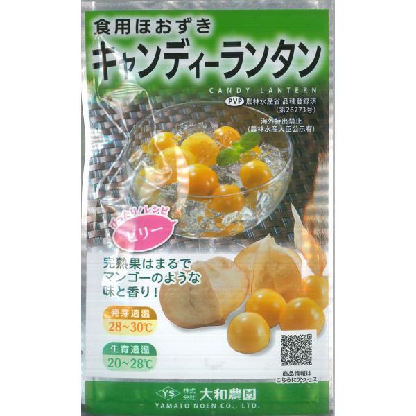 【食用ほおずき】キャンディーランタン【大和農園】（14粒）野菜種[春まき]コート種子