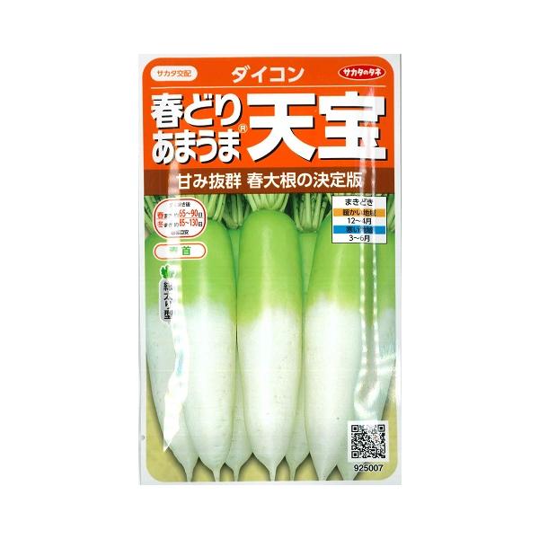 甘み抜群　春大根の決定版