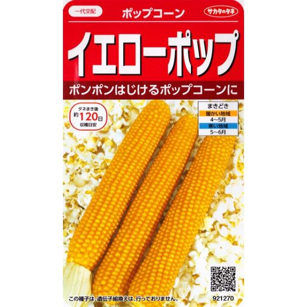 【ポップコーンの種】イエローポップ【サカタのタネ】（20ml）野菜種/とうもろこしの種[春まき]921270