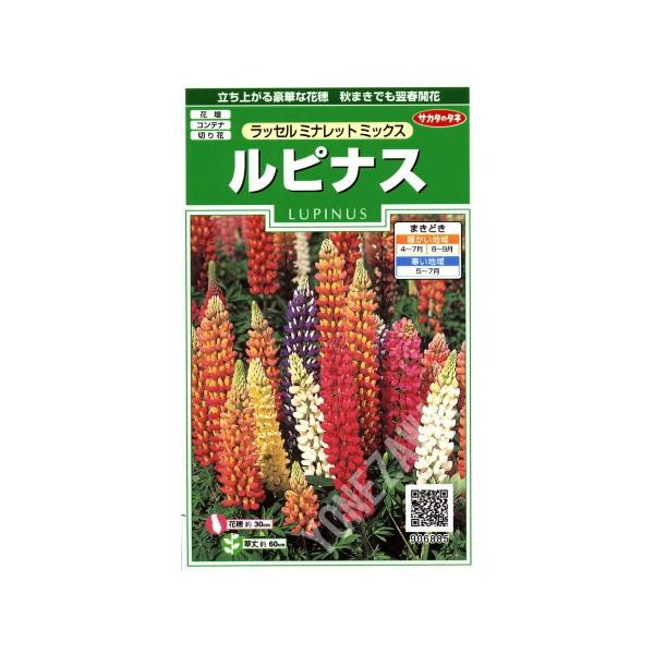 立ち上がる豪華な花穂。秋まきでも翌春開花