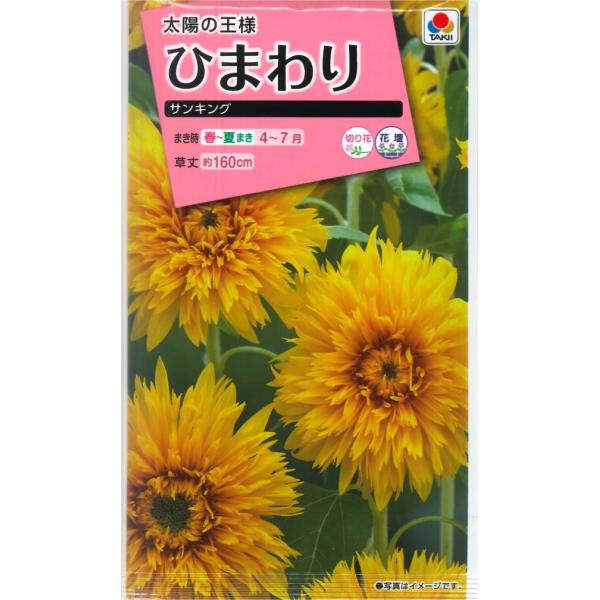 ひまわり サンキング タキイ種苗 3ml 春まき 夏まき ヒマワリの種のレビュー クチコミとして参考になる投稿1枚 Roomclip Item