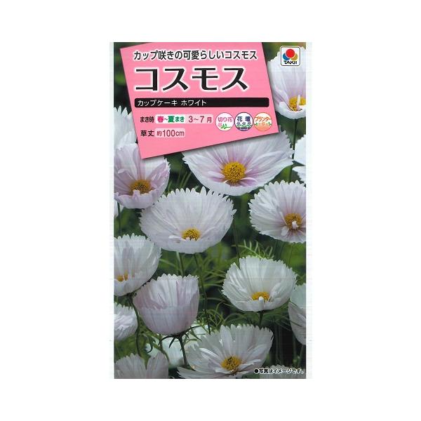 ★カップ咲きのかわいらしいコスモス