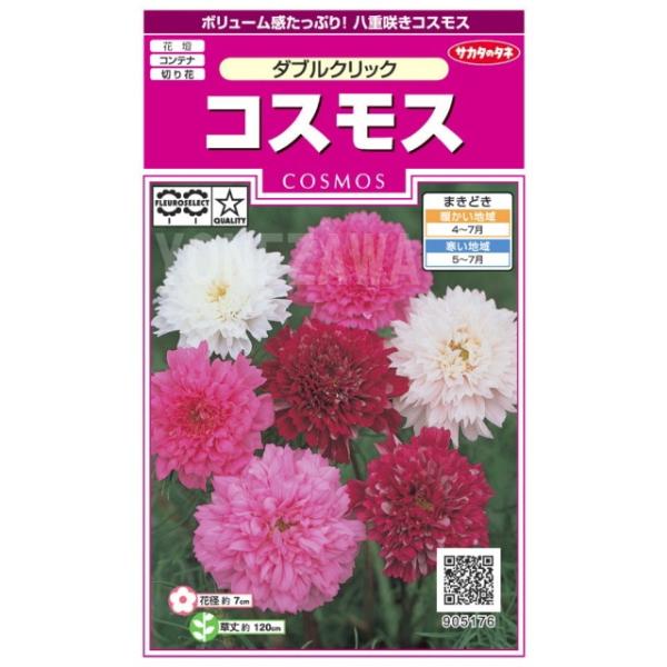 ★ボリューム感たっぷり！八重咲きコスモス