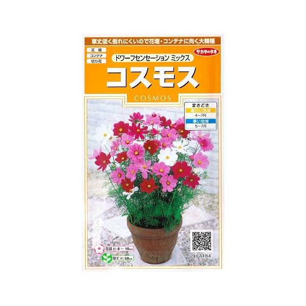 ★草丈低く倒れにくいので花壇・コンテナに向く大輪種