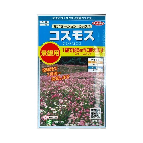 ★丈夫でつくりやすい大輪コスモス